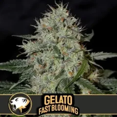 Blimburn Seeds Sementes de Cannabis Gelato Feminizada de Floração Rápida