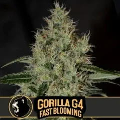 Blimburn Seeds Sementes de Cannabis Gorilla Glue G4 Floração Rápida