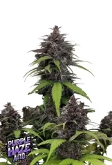 Fast Buds Cannabis Seeds Purple Haze Auto