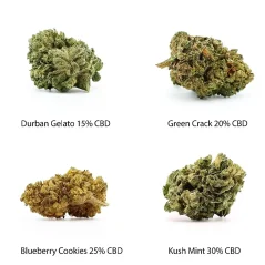 Set de muestra de flores CBD - Durban Gelato 15% CBD, Green Crack 20% CBD, Blueberry Cookies 25% CBD, Kush Mint 30% CBD, 4 x 1 g