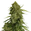 Royal Queen Seeds Cannabis Seeds Atlas F1 Auto
