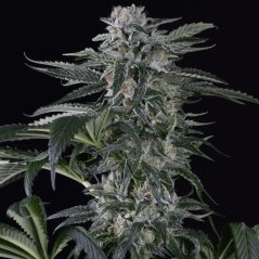 Silent Seeds Cannabis Seeds Moby Dick Auto Feminized