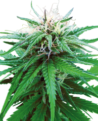 Sensi Seeds Cannabis Ruderalis Indica® Regular, 10 τεμ.