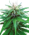 Sensi Seeds Cannabis Ruderalis Indica® Regular, 10 uds.