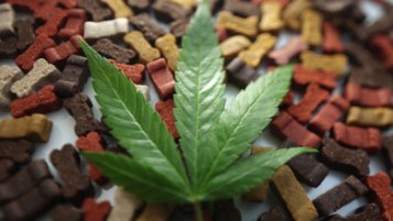 CBD oil for dogs with cancer