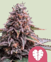 Royal Queen Seeds Семена от канабис Pink Mist Feminized