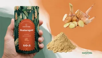 What is galangal? A bag of galangal extract, galangal root and powder, with the Canatura logo at the bottom right What is galangal? A bag of galangal extract, galangal root and powder, with the Canatura logo at the bottom right
