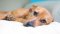 Can CBD oil help my dog with inflammatory bowel disease?