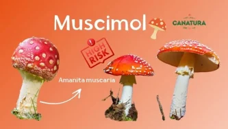 Muscimol iz rdeče mušnice (Amanita muscaria) – veliko tveganje