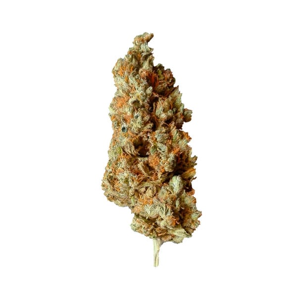 Royal Queen Seeds Cannabis Seeds Critical Feminized