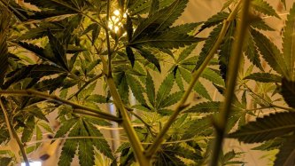 Kanabidiol neboli CBD může potlačovat úzkost a pomáhat v boji se závislostí