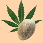 Awtofjorituri