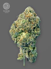 The Bulldog Seeds TB Runtz Feminized, 3 and 5 pcs