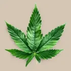 New cannabinoids