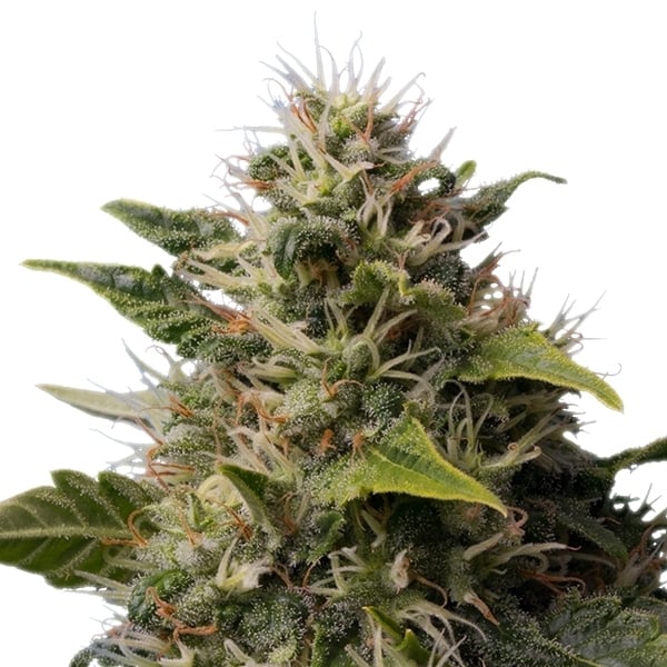 Royal Queen Seeds Cannabis Seeds Royal Moby Feminized
