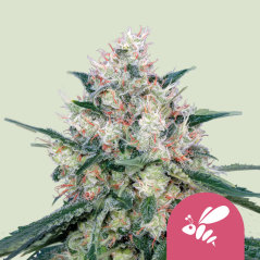 Royal Queen Seeds Cannabisfrø Honningcreme - Hurtigt feminiseret