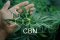 Everything you always wanted to know about CBN – research, use, effect