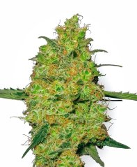 Sensi Seeds Graines de cannabis Master Kush Regular de White Label, 10 pcs