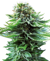 Sensi Seeds Cannabis Seeds Northern Lights Automatic® Feminized, 3-10 pcs