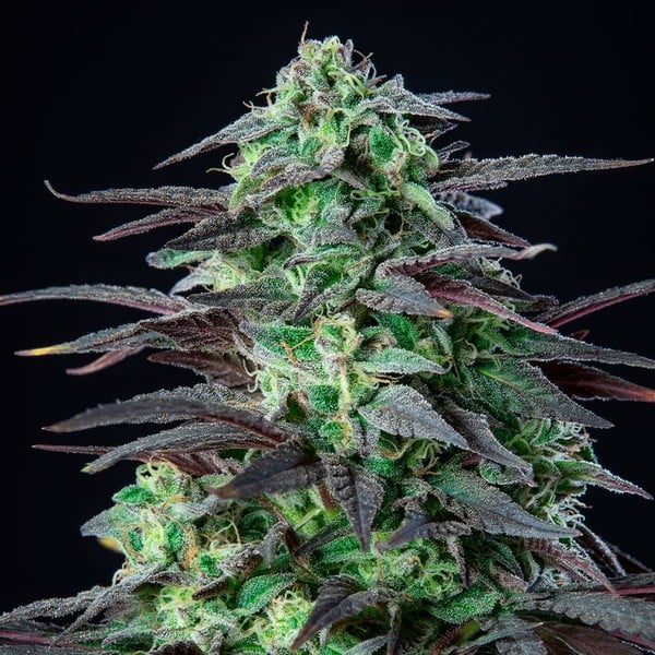 Royal Queen Seeds Cannabis Seeds Skunk XL Feminized