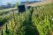 Cannabis sown