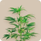 THCPO Produtos
