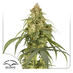 Dutch Passion Cannabis Seeds Auto CBD-Victory® Autoflowering
