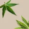 HHCPM