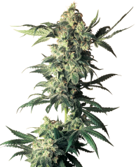 Sensi Seeds Hanfsamen Northern Lights® Regular, 10 Stück