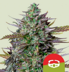 Royal Queen Seeds Cannabisfrø GOAT'lato Auto