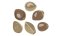 Illustrated CBD-rich hemp seeds or just hemp seeds.