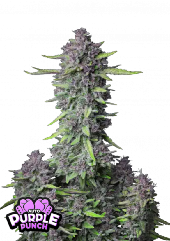 best plants for pots Best Plants for Pots