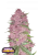 Fast Buds Żerriegħa tal-Kannabis Purple Lemonade Auto