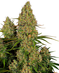 Sensi Seeds Cannabis Seeds Sticky Orange XXL Automatic Feminized, 3-10 pcs