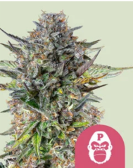 Royal Queen Seeds Семена от канабис Pink Gorilla Feminized