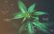 CBD versus THC