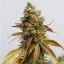 Royal Queen Seeds Cannabis Seeds Special Queen #1 Feminized