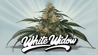 White Widow je vrsta konoplje, ki je bila v svojo obliko vzgojena v Nizizemiji.