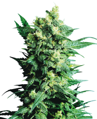 Sensi Seeds Cannabis Shiva Shanti II® Regular, 10 pcs