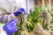 Exploring the cannabis plant, what is THCJD