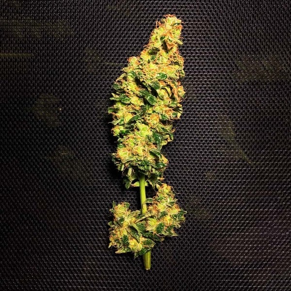 Royal Queen Seeds Cannabis Seeds Blue Mystic Feminized