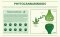 The phytocannabinoid CBDP and its comparison with other cannabinoids