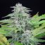 Royal Queen Seeds Cannabis Seeds Critical Feminized