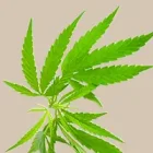 Kielletyt kannabinoidit