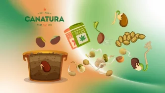Illustrazione della germinazione dei semi di canapa, logo Canatura