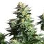 Royal Queen Seeds Cannabis Seeds Amnesia Haze Feminized