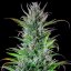 Royal Queen Seeds Cannabis Seeds Northern Light Feminized