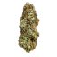 Royal Queen Seeds Cannabis Seeds Special Kush #1 Feminized