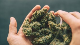 CBD-Hanfblüten – vollständige Orientierungshilfe
