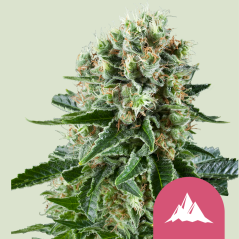 Royal Queen Seeds Cannabis Seeds Critical Kush Feminized